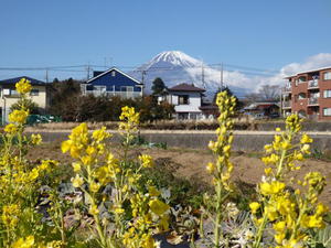 菜の花と富士山　鶴見BSハウス.jpg